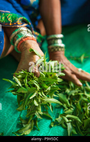 Eine Gruppe von lokalen Landwirtinnen über die Herstellung von organischem Dünger für Ihre Betriebe zu einem Landwirt Ausbildung Schule, Sendhwa, Indien lernen. Stockfoto