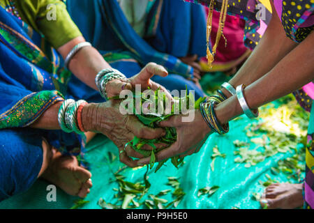 Eine Gruppe von lokalen Landwirtinnen über die Herstellung von organischem Dünger für Ihre Betriebe zu einem Landwirt Ausbildung Schule, Sendhwa, Indien lernen. Stockfoto