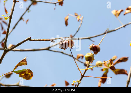 Braun kastanie Samen auf Äste mit Laub, Foto close-up im Herbst Stockfoto