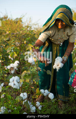 Ein Bauer Ernte organische Baumwolle auf dem Bauernhof der Familie in Sendhwa, Indien. Stockfoto
