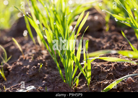 Grün, sauber und frisch Weizen Keime von der Sonne beleuchtet, Foto Nahaufnahme einer Wiese. Tau Tropfen auf Stiele Stockfoto