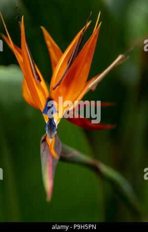 Paradiesvogel Blume Stockfoto