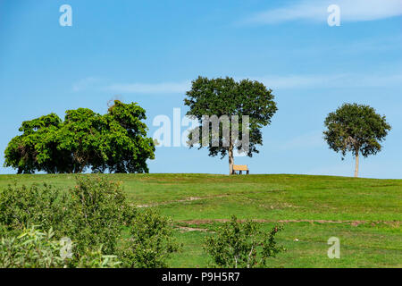 Einzigen leeren Parkbank unter Baum auf grünem Gras Hügel gegen den blauen Himmel - Vista View Park, Davie, Florida, USA Stockfoto