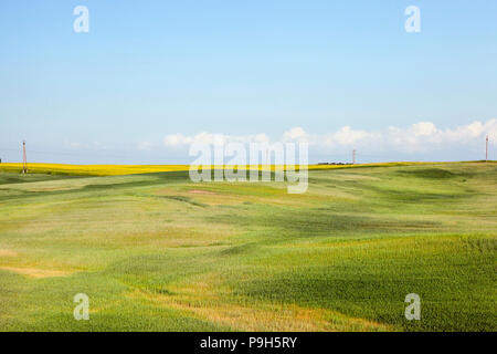 Elektrische Leitungen auf betonpfosten im Feld installiert. Auf dem Feld wächst grüne Müsli, Sommer Landschaft Stockfoto