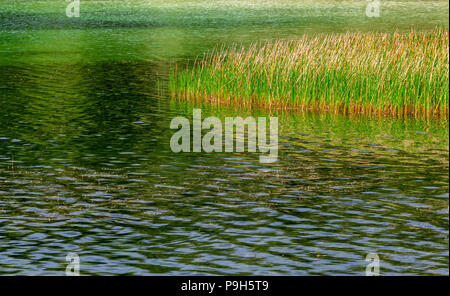 Südliche Rohrkolben (Typha domingensis) in einem grünen See - Topeekeegee Yugnee (TY) Park, Hollywood, Florida, USA Stockfoto