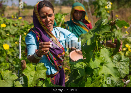 Eine Frau Kommissionierung einige Gemüse auf ihrem Bauernhof in Sendhwa, Indien. Stockfoto