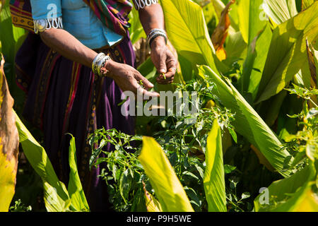 Eine weibliche Landwirt Kommissionierung chilis auf ihrer Farm in Sendhwa, Indien. Stockfoto