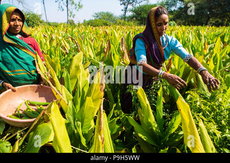 Eine weibliche Landwirt Kommissionierung chilis auf ihrer Farm in Sendhwa, Indien. Stockfoto