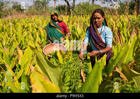 Eine Frau Entnahme frische Chilis auf ihrer Farm in Sendhwa, Indien. Stockfoto