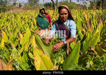 Eine weibliche Landwirt Kommissionierung chilis auf ihrer Farm in Sendhwa, Indien. Stockfoto