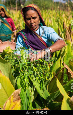 Eine weibliche Landwirt Kommissionierung chilis auf ihrer Farm in Sendhwa, Indien. Stockfoto