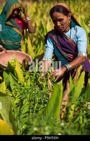 Eine weibliche Landwirt Kommissionierung chilis auf ihrer Farm in Sendhwa, Indien. Stockfoto