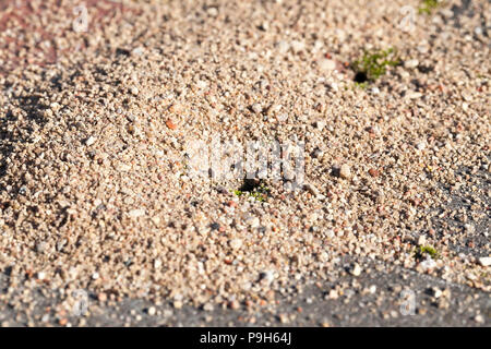 Einen kleinen Ameisenhaufen mit verstreuten Sand in der Nähe von seinem Eingang. ein Ameisenhaufen, die von Ameisen in den Fugen zwischen den Fliesen der Fußgängerzone Straße gegraben, Clos Stockfoto