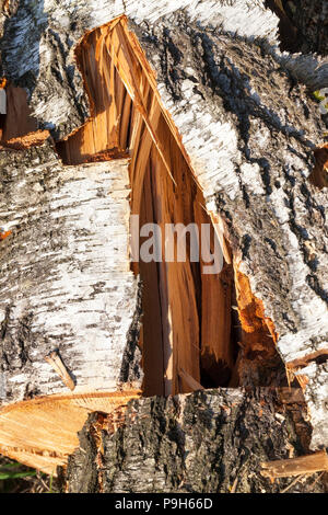 Risse im Kofferraum eines gebrochenen Birke, Nahaufnahme, Birke anmelden Stockfoto