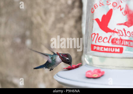 Eine wilde erwachsenen männlichen Biene Kolibri, Mellisuga helenae, angezogen, um eine Zuführung in der Nähe von Playa Larga, Kuba. Stockfoto