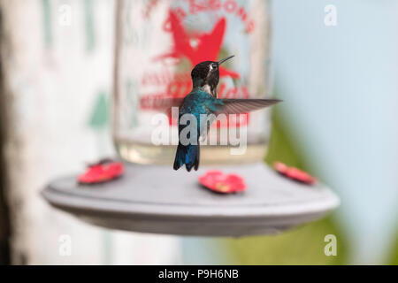 Eine wilde erwachsenen männlichen Biene Kolibri, Mellisuga helenae, angezogen, um eine Zuführung in der Nähe von Playa Larga, Kuba. Stockfoto