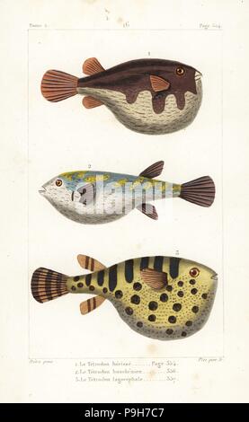 Weiß gefleckten Kugelfisch, Arothron Hispidus, Evileye Blaasop, Amblyrhynchotes Honckenii und ozeanischen Kugelfisch, Lagocephalus Lagocephalus. Handkoloriert Kupferstich von Plee Sr. nach einer Illustration von Jean-Gabriel Pretre von Bernard Germain de Lacepede Natural History ovipar Vierbeiner, Schlangen, Fische und Wale und Delfine, Eymery, Paris, 1825. Stockfoto