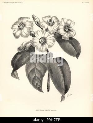 Pfeilgifte Gratus (Roupellia Grata). Holzschnitt von A. E. Smith nach einer Illustration von Gardchron von Jean Linden l ' Illustration Horticole, Brüssel, 1888. Stockfoto