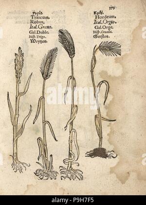 Weizen, Triticum ästivum, Gerste, Hordeum vulgare. Papierkörbe Holzschnitt Gravur einer botanischen Abbildung von Adam Lonicer Krauterbuch's, oder Pflanzliche, Frankfurt, 1557. Dieses von einem 17. Jahrhundert pirate Edition oder Atlas von Abbildungen nur mit Untertiteln in Latein, Griechisch, Französisch, Italienisch, Deutsch und Englisch Manuskript. Stockfoto