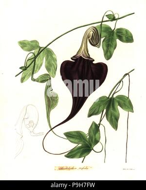 Bejuco de Santiago, Aristolochia trilobata (Trifid birthwort, Aristolochia trifida). Papierkörbe Kupferstich von Watt nach einem botanischen Illustration von Mühlen von Benjamin Maund und Pfr. John Stevens Henslow der Botaniker, London, 1836. Stockfoto