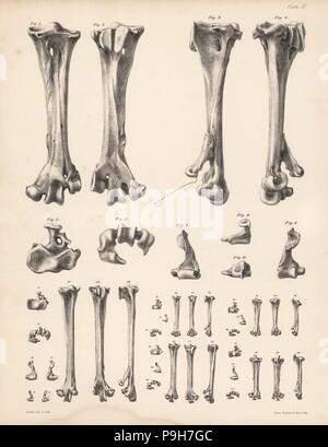 Mittelfuß Knochen der Dodo, Raphus cucullatus 1-10, gekrönt Taube, Goura coronata 12-17, Zahn-billed Pigeon, Didunculus strigirostris 18,19 und andere Vögel. Abbildung gezeichnet und Lithographiert von Joseph Dinkel von Hugh Edwin Strickland und Alexander Gordon Melville der Dodo und seine Freundschaft, London, Reeve, Benham und Reeve, 1848. Stockfoto