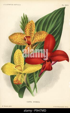 CANNA Sorten, Canna Hybrida, produziert von Guillaume de Bosschere in Antwerpen. Farblitho von Pieter de Pannemaeker nach einer Illustration von A. Goossens von Jean Linden l ' Illustration Horticole, Brüssel, 1895. Stockfoto