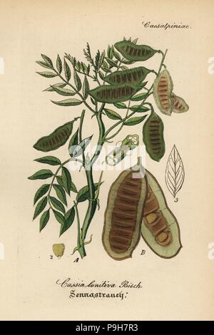 Senna alexandrina Alexandrinische Senna (Cassia lenitiva). Papierkörbe Kupferstich von Dr. Willibald Artus' Hand-Atlas sammtlicher mediinisch-Pharmaceutischer Gewachse, (Handbuch der alle medizinisch-pharmazeutischen Anlagen), Jena, 1876. Stockfoto