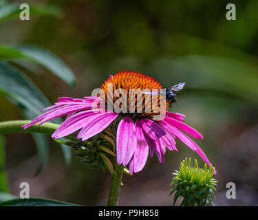 Biene im Flug - Purple Cone Flower - Biene fliegt Oben Blume. Im Ort, Nektar für seine Kolonie. Lila Blume, Insekt im Garten. Stockfoto