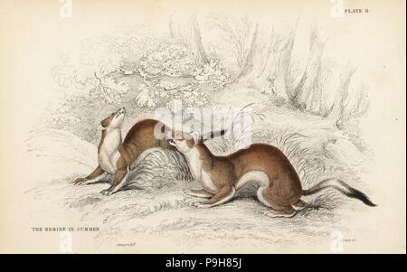 Hermelin oder Hermelin, Mustela Erminea im Sommerfell. Handkoloriert Stahlstich von Lizars nach einer Illustration von James Stewart von William Jardines Naturalist Library, Edinburgh, 1836. Stockfoto