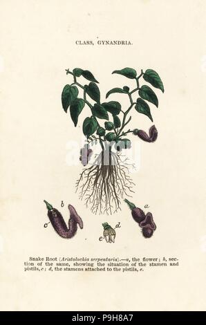 Virginia Snakeroot, Aristolochia Serpentaria. Handkoloriert Holzschnitt Stiche aus James Main populäre Botanik, Orr und Smith, London, 1835. James Main (1775-1846) war ein schottischer Gärtner, Botaniker und Schriftsteller. Stockfoto