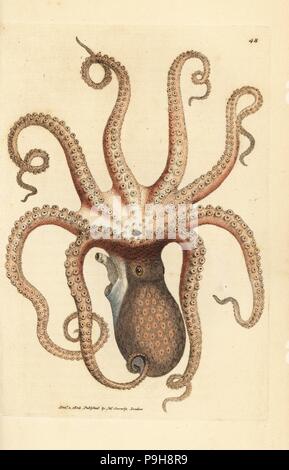 Gemeinsame Octopus, Octopus vulgaris (acht bewaffnete, Tintenfische, Sepia Octopus). Papierkörbe Kupferstich von James Sowerby aus der britischen Miscellany oder farbige Abbildungen der neue, seltene oder wenig bekannte tierische Themen, London, 1804. Stockfoto