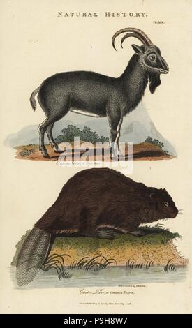 Alpensteinbock Ziege, Capra ibex und gemeinsame Eurasische Biber, Castor fiber. Papierkörbe Kupferstich nach Sydenham Edwards von John Maurer gute Pantologia, eine neue Enzyklopädie, G. Kearsley, London, 1813. Stockfoto