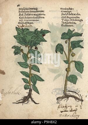 Stachelbeere, Withania Somnifera und Blase Kirsche, Physalis Alkekengi zu vergiften. Handkoloriert Holzschnitt Gravur eine botanische Illustration von Adam Lonicers Krauterbuch oder Kräuter, Frankfurt am Main, 1557. Dies aus einem 17. Jahrhundert Pirate Edition oder Atlas Illustrationen nur, mit Untertiteln in Latein, Griechisch, Französisch, Italienisch, Deutsch und in Englisch Manuskript. Stockfoto