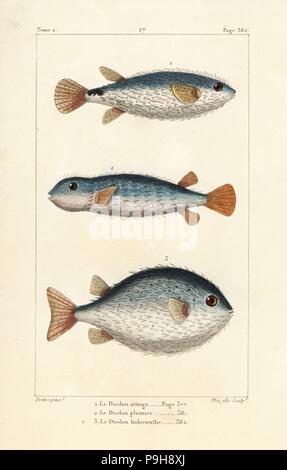 Gefleckte Burrfish, Chilomycterus Reticulatus 1,2 und lange Wirbelsäule Igelfischen, Diodon Holocanthus 3. Handkoloriert Kupferstich von Plee Jr. nach einer Illustration von Jean-Gabriel Pretre von Bernard Germain de Lacepede Natural History ovipar Vierbeiner, Schlangen, Fische und Wale und Delfine, Eymery, Paris, 1825. Stockfoto