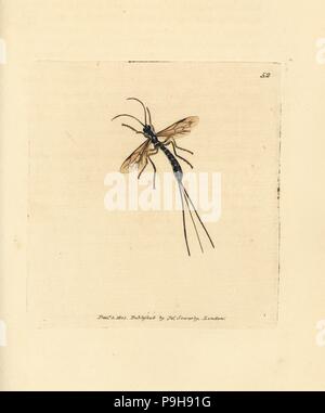 Ichneumon Fly, Rhyssa Persuasoria (Ichneumon Persuasorius). Handkoloriert Kupferstich von James Sowerby von The British Miscellany oder farbigen Figuren neue, seltene oder wenig bekannte Tier Probanden, London, 1804. Stockfoto