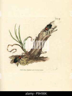 Carabus Nitens Käfer. Handkoloriert Kupferstich von James Sowerby von The British Miscellany oder farbigen Figuren neue, seltene oder wenig bekannte Tier Probanden, London, 1804. Stockfoto