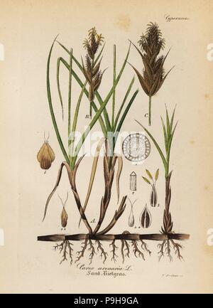 Sand Segge, Carex arenaria. Papierkörbe Kupferstich von Dr. Willibald Artus' Hand-Atlas sammtlicher mediinisch-Pharmaceutischer Gewachse, (Handbuch der alle medizinisch-pharmazeutischen Anlagen), Jena, 1876. Stockfoto