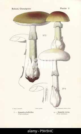 Death Cap Pilz, Amanita Phalloides und des Dummkopfs Pilz, Amanita Verna. Stark giftige Pilze. Farblitho von Lassus nach einer Illustration von A. Bessin aus Leon Rollands Guide to Pilze aus Frankreich, der Schweiz und Belgien, Atlas des Champignons, Paul Klincksieck, Paris, 1910. Stockfoto