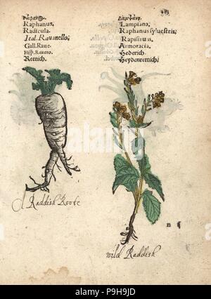 Rettich, Raphanus raphanistrum Subspezies. sativus, und Hederich, Raphanus raphanistrum. Papierkörbe Holzschnitt Gravur einer botanischen Abbildung von Adam Lonicer Krauterbuch's, oder Pflanzliche, Frankfurt, 1557. Dieses von einem 17. Jahrhundert pirate Edition oder Atlas von Abbildungen nur mit Untertiteln in Latein, Griechisch, Französisch, Italienisch, Deutsch und Englisch Manuskript. Stockfoto
