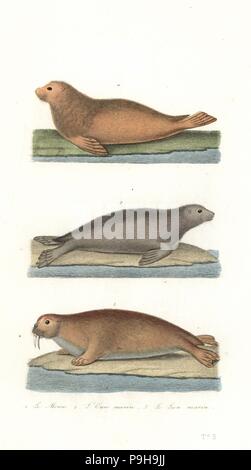 Walross, Odobenus rosmarus, Nord, Callorhinus ursinus, und Südamerikanische Seelöwe, Otaria flavescens. Papierkörbe Kupferstich von Rene Primevere der Lektion ergänzt de Buffon, Pourrat Freres, Paris, 1838. Stockfoto