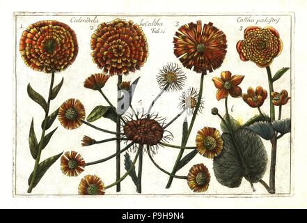 Kap Ringelblume, Dimorphotheca sinuata, Sumpfdotterblume, Caltha palustris. (Calendula seu, caltha Caltha palustris) Papierkörbe Kupferstich nach Mario Cammerari von Professor Filippo Arena La Natura e cultura dei Fiori fisicamente esposta (die Natur und Kultur der Blumen physisch angezeigt), Palermo, Italien, 1771. Stockfoto