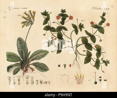 Schlüsselblume, Primula Veris 1 und Scarlet pimpernel, anagallis Arvensis 2. Papierkörbe Kupferstich von Johann Friedrich Bertuch's Bilderbuch pelz Kinder (Bilderbuch für Kinder), Weimar, 1823. Stockfoto