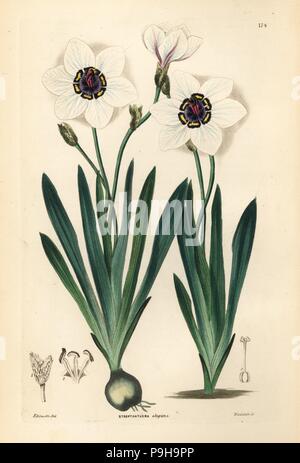 Harlekin Blume, Sparaxis elegans (Elegante streptanthera, Streptanthera elegans). Papierkörbe Kupferstich von Weddell nach Edwin Dalton Smith von John Lindley und Robert's Sweet ornamentalen Blumen Garten und Gebüsch, G. Willis, London, 1854. Stockfoto