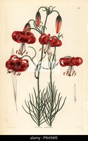 Der Türke cap Sibirischen Lily, Lilium pumilum (Fein-leaved Rose, Lilium Tenuifolium). Papierkörbe Kupferstich von Frederick W. Smith nach J. Hart von John Lindley und Robert's Sweet ornamentalen Blumen Garten und Gebüsch, G. Willis, London, 1854. Stockfoto
