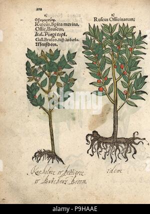 Die gemeinsamen Mäusedorn, Ruscus aculeatus. Papierkörbe Holzschnitt Gravur einer botanischen Abbildung von Adam Lonicer Krauterbuch's, oder Pflanzliche, Frankfurt, 1557. Dieses von einem 17. Jahrhundert pirate Edition oder Atlas von Abbildungen nur mit Untertiteln in Latein, Griechisch, Französisch, Italienisch, Deutsch und Englisch Manuskript. Stockfoto