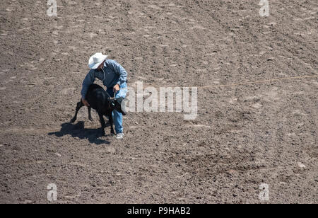 Calf Roping bei der Calgary Stampede Rodeo, Stampede Gelände, Calgary, Alberta, Kanada Stockfoto