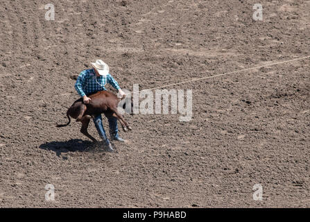 Calf Roping bei der Calgary Stampede Rodeo, Stampede Gelände, Calgary, Alberta, Kanada Stockfoto