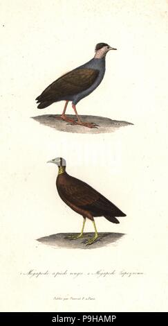 Orange-footed scrubfowl, Megapodius reinwardt, und Mikronesischen scrubfowl, Megapodius laperouse (gefährdete). Handkoloriert Kupferstich von Rene Primevere der Lektion ergänzt de Buffon, Pourrat Freres, Paris, 1838. Stockfoto