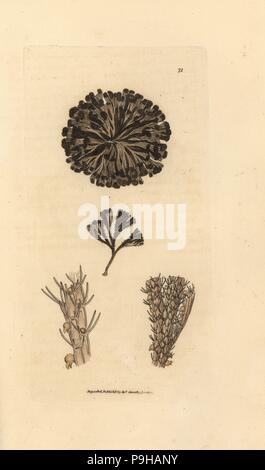 Bugulina Avicularia (Flustra Avicularis). Handkoloriert Kupferstich von James Sowerby von The British Miscellany oder farbigen Figuren neue, seltene oder wenig bekannte Tier Probanden, London, 1804. Stockfoto