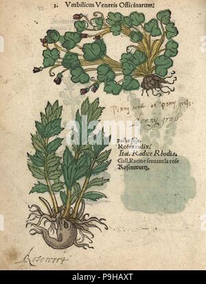 Efeu-leaved Leinkraut, Cymbalaria Muralis und rose Wurzel Rhodiola Rosea Radix. Handkoloriert Holzschnitt Gravur eine botanische Illustration von Adam Lonicers Krauterbuch oder Kräuter, Frankfurt am Main, 1557. Dies aus einem 17. Jahrhundert Pirate Edition oder Atlas Illustrationen nur, mit Untertiteln in Latein, Griechisch, Französisch, Italienisch, Deutsch und in Englisch Manuskript. Stockfoto